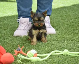 Zora - Yorkshire Terrier eladó kiskutya