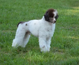 Amore ( Dark Brown Particolor ) Dwarf Poodle - Toy uszkár eladó kiskutya