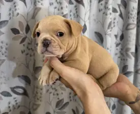 Lorenzo - French Bulldog Puppy for sale