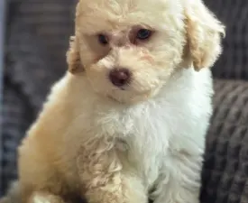 Bee - Cavapoo Puppy for sale