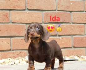 Ida - Tacskó eladó kiskutya