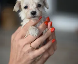 Pax - Maltipoo Puppy for sale