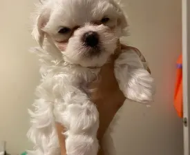 Mochi  - Maltese Puppy for sale