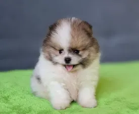 Panda  - German Pomeranian Spitz Puppy for sale