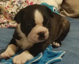 Joker - Boston Terrier Puppy for sale