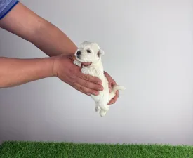 Irie - West highland white terrier Szczenię na sprzedaż