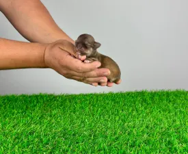 Jimbo - Chihuahua Puppy for sale