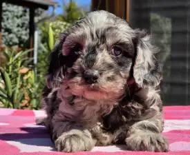 Merlin - Cavapoo Angebotener Welpe