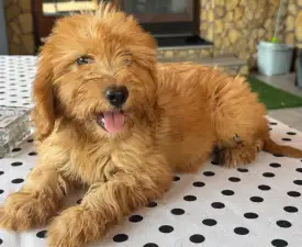Barack - Maltipoo Cățeluș de vânzare
