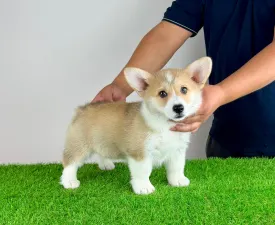 Cosima - Welsh corgi pembroke Szczenię na sprzedaż