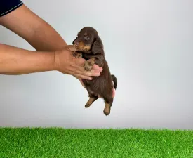 Eclair  - Dachshund Puppy for sale