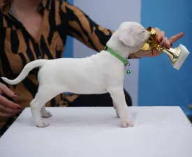 Alica Regalo Del Diablo - Argentin dog eladó kiskutya