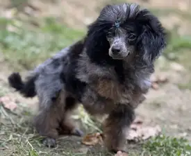 Darcy - Toy uszkár eladó kiskutya