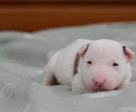 Logan - Miniatűr bullterrier eladó kiskutya