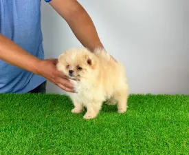 Caramel - Pomeranian eladó kiskutya