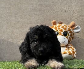 Quenty - Cavapoo Puppy for sale