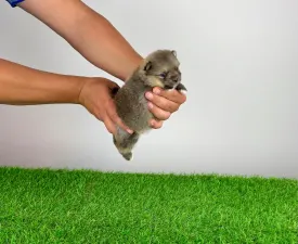 Fenjo - Pomeranian eladó kiskutya