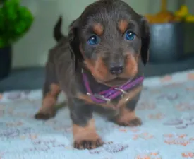 Fanny - Dachshund Puppy for sale