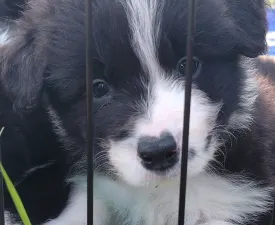 Dazzling Borders Addicted To You  - Border Collie eladó kiskutya