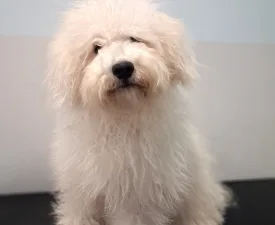 Alfa - Puli Štenci na prodaju