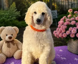 Narancs  - Poodle Standard Puppy for sale