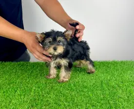 Dora - Yorkshire Terrier Cățeluș de vânzare