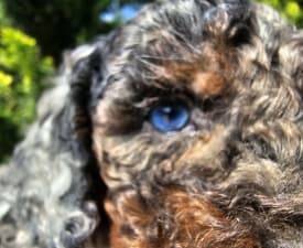 Bluebubble - Cavapoo Cățeluș de vânzare