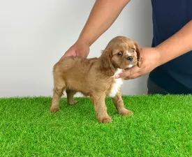 Wimpie - Cavalier King Charles Spaniel Cățeluș de vânzare
