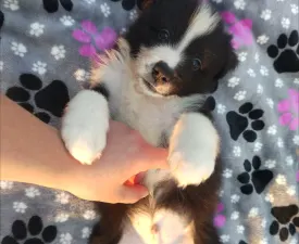 Dazzling Borders Artistic Mind  - Border Collie eladó kiskutya