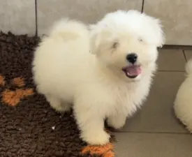 Macaron - Coton de Tulear eladó kiskutya