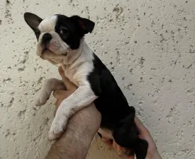 Félix - Boston Terrier Puppy for sale