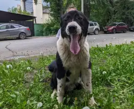 Gaplan Iz Zamka Larisi - Közép-ázsiai juhászkutya eladó kiskutya