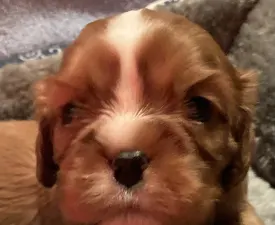 Dancy - Cavalier King Charles Spaniel Puppy for sale