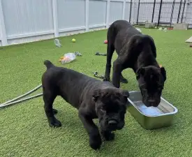 Cane Corso Kiskutyák - Cane Corso Italiano Puppy for sale
