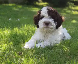 Tomborgotto Argo  - Wasserhund der Romagna Angebotener Welpe