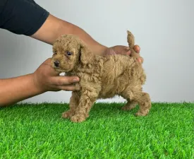 Shadie - Poodle Miniature Puppy for sale