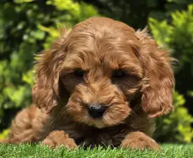 Morton - Cavapoo Angebotener Welpe