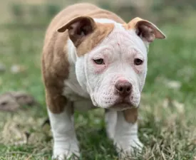 Barbi - American Bully - Pocket Puppy for sale