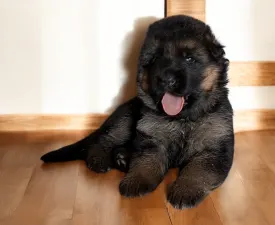 Kimbo - German Shepherd Dog Puppy for sale