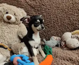 Tayra - Chihuahua Angebotener Welpe