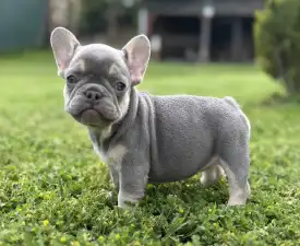 Lola - French Bulldog Puppy for sale