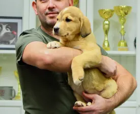 Japy - Central Asia Shepherd Dog Puppy for sale