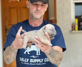 Daisy - Amerikai Bully - Pocket eladó kiskutya