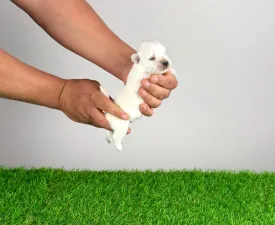 Koko - West Highland White Terrier eladó kiskutya