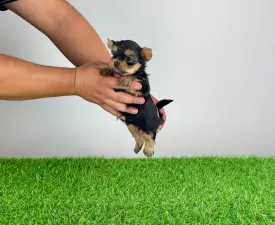 Ebony - Yorkshire Terrier Cățeluș de vânzare