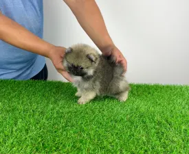 Pax - German Pomeranian Spitz Puppy for sale