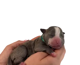 Yamaç - Amerikai Bully - XL eladó kiskutya