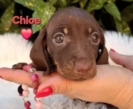 Chloe - Tacskó eladó kiskutya