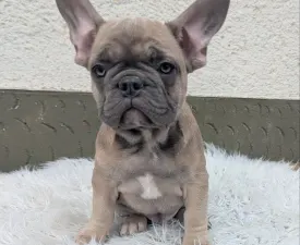 Rainy - Francia bulldog eladó kiskutya