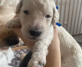 Jonatan - Labradoodle Angebotener Welpe